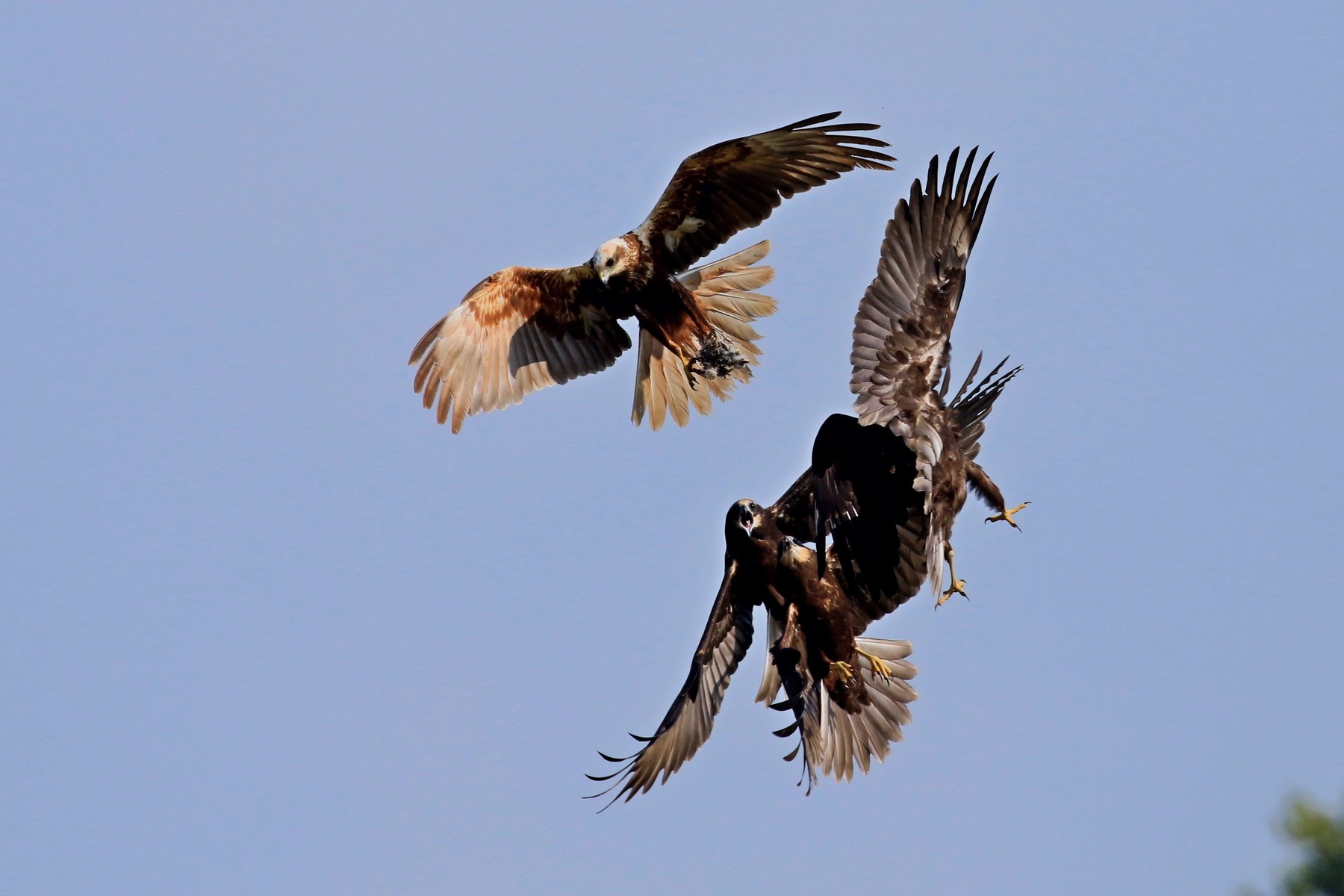 Falco di palude ( Circus aeruginosus )